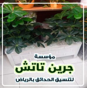 نباتات الزينة المنزلية بالرياض